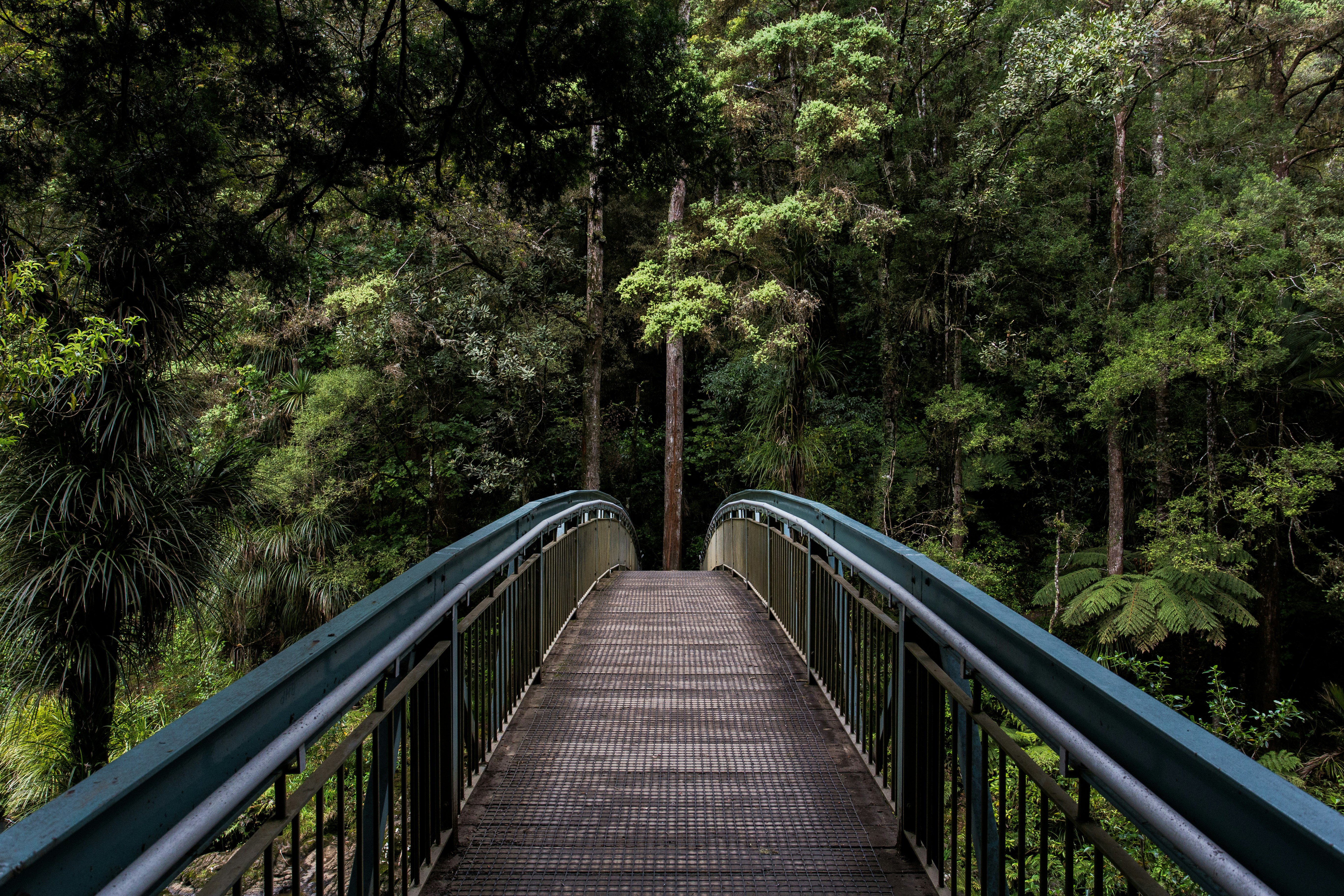 A leafy nature trail at Grace Farm